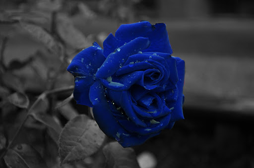 Blue Rose Wallpapers 5