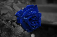 Blue Rose Wallpapersのおすすめ画像5