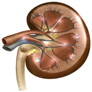 Top 14 Medical Apps Like Creatinine Clearance Rate - Best Alternatives