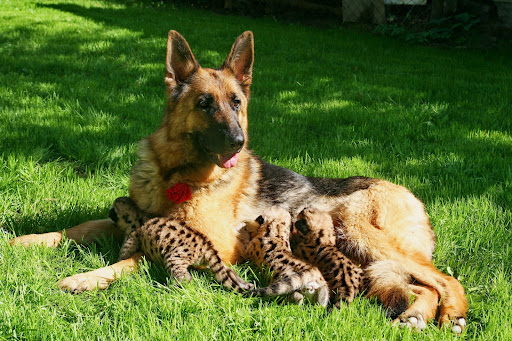 German Shepherd Wallpaper HD Screen 3