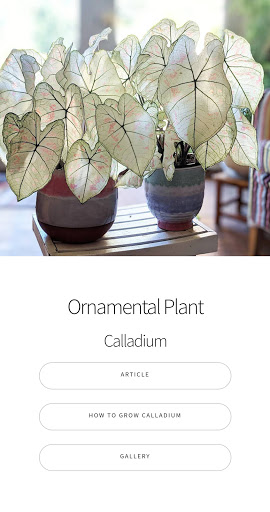Android application Caladium Ornamental Plant Guid screenshort