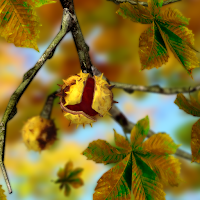 Autumn Leaves in HD Gyro 3D XL  Parallax Wallpaper