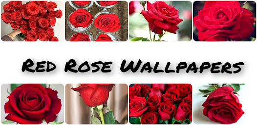 Captura de Pantalla 8 Red Rose HD Wallpapers android