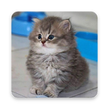 Cute Kitty Cats icon