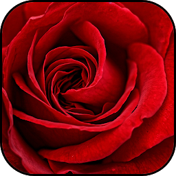 Значок приложения "Роза обои и фоны"