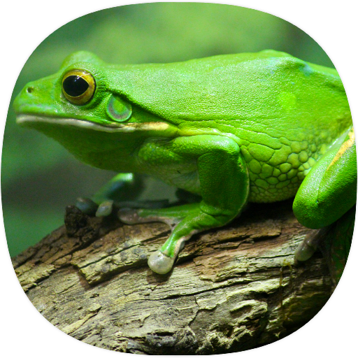 Frog Ringtones logo