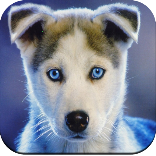 Dog Wallpaper 4K - Ứng dụng trên Google Play