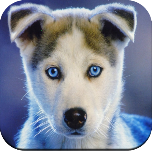 Dog Wallpaper 4K logo