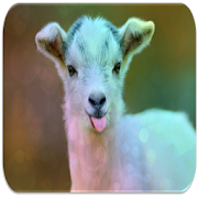 Goat sounds