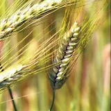 Ear of wheat icon