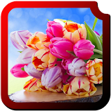 Tulips HD Wallpapers icon