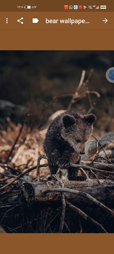 bear wallpapers aesthetic