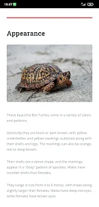 Eastern Box Turtle Care Guide
