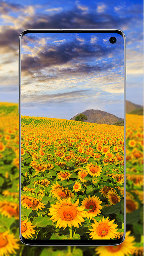 Sunflower Wallpaper Screen 3
