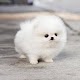 Cute Fluffy Animals Wallpapers HD دانلود در ویندوز