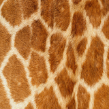 Giraffe Keyboard Skin icon