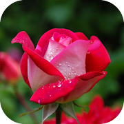 rose flower pic