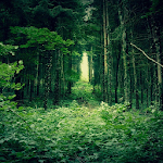 Cover Image of डाउनलोड Green Forest Wallpaper  APK