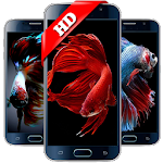 Cover Image of Download Wallpaper Betta Fish 4K  APK