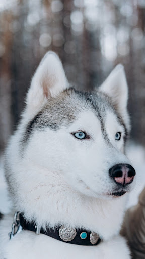 Husky Dog Live Wallpaper 4K Screen 2