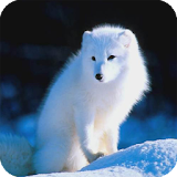 Polar Fox Live Wallpaper icon