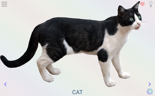 Animals games curiosities