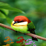 Cute Bird In Rain LWP icon