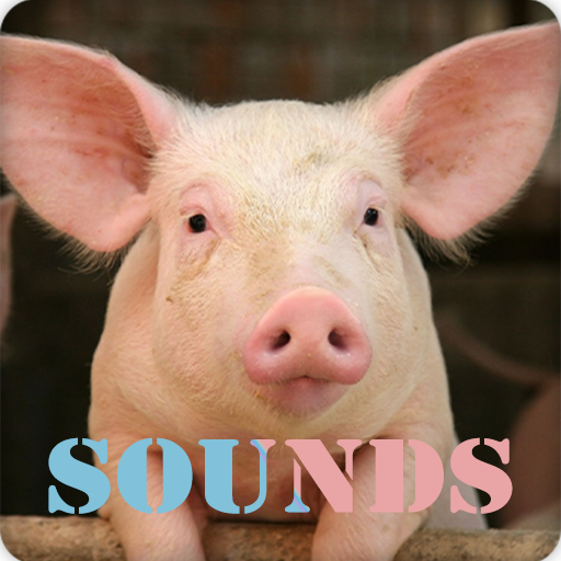 Pig Sound Ringtones