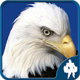 Birds Jigsaw Puzzles Game icon