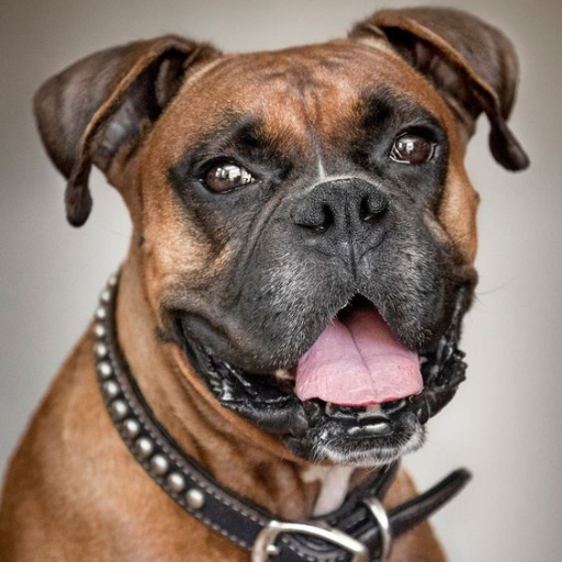 Boxer Dog Wallpaper for PC / Mac / Windows 11,10,8,7 Free Download