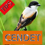 Cover Image of 下载 Tips Perawatan Burung Cendet  APK