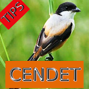 Tips Perawatan Burung Cendet