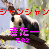 パンダの子供（シャンシャン）動画02 icon