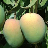 Mango Cultivation IIHR icon
