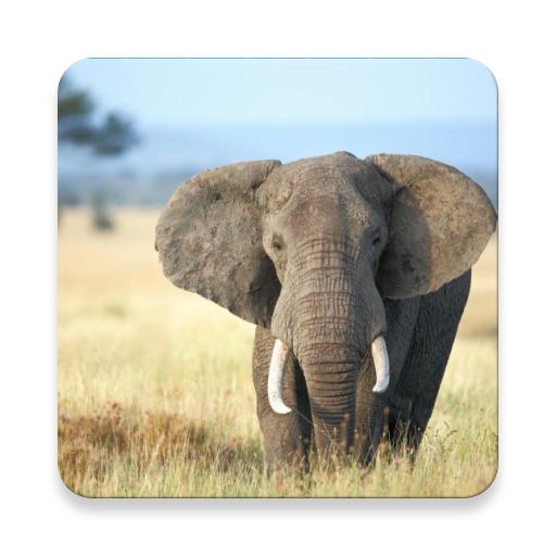 Elephant Sound Collections ~ Sclip.app Download on Windows