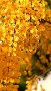 Autumn Foliage Wallpaper