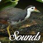 Cover Image of डाउनलोड White Breasted Waterhen Sounds and Ringtone Audio 10.0.0 APK