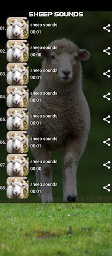 sheep sounds Screen 2