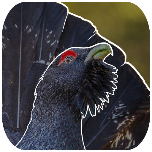 Western Capercaillie logo