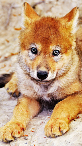 Android application baby wolf wallpaper screenshort
