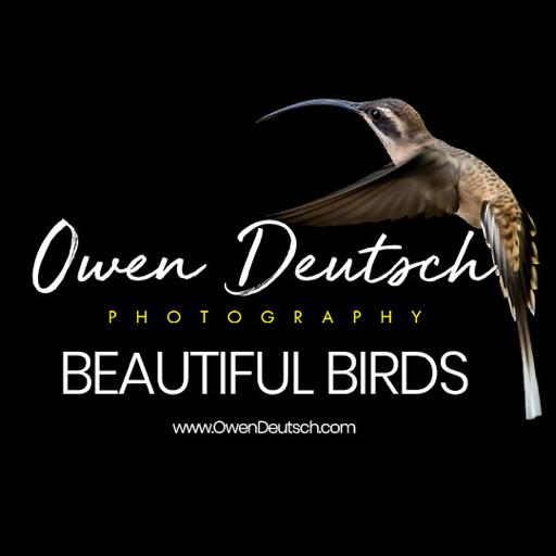 Owen Deutschs Beautiful Birds logo