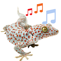 Tokay Gecko Sound  Calls