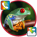 Cover Image of Download Frog - RINGTONES and WALLPAPERS 1.0 APK