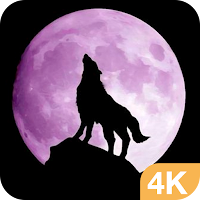 Wolf Wallpapers in 4K HD