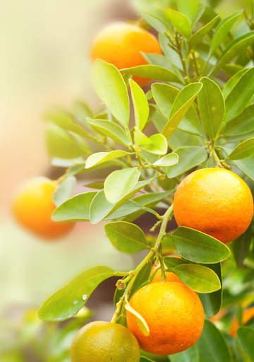 Garden Fruit Wallpaper Screen 3