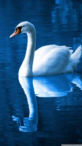 Swan Wallpapers,puzzle