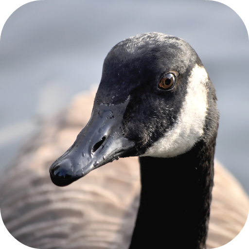 Goose Sounds Apps on Google Play