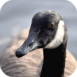 Goose Sounds icon