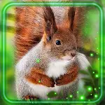 Cover Image of Download Squirrels Amazing  APK