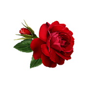 Flowers and Roses Live Wallpaper